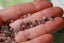 TOURMALINE MIX plates facettée, 4 mm