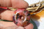 Pendentif en Rhodonite