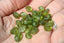PERIDOT perles nuggets / baroques