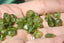 PERIDOT perles nuggets / baroques