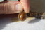 Pendentif en QUARTZ RUTILE