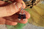 Boucles d'oreilles Améthyste