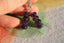 Boucles d'oreilles Améthyste