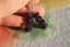 Boucles d'oreilles Améthyste