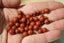 JASPE ROUGE perles de 4, 6 et 8 mm