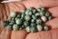 AGATE D'ARBRE perles de 4, 6 et 8 mm