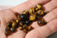 OEIL DE TIGRE perles de 4, 6, 8 et 10 mm