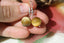 Boucles d'oreilles OEIL DE TIGRE
