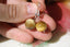 Boucles d'oreilles OEIL DE TIGRE
