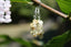 Boucles d'oreilles QUARTZ RUTILE
