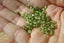 PERIDOT facettes de 4 mm