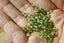 PERIDOT facettes de 4 mm