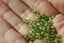 PERIDOT facettes de 4 mm