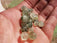 PREHNITE perles de 6 et 8 mm