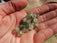 PREHNITE perles de 6 et 8 mm