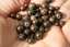 BRONZITE perles de 4, 6 et 8 mm